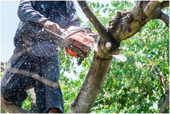 tree services Sallisaw